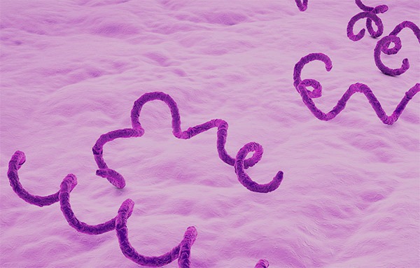 syphilis bacteria